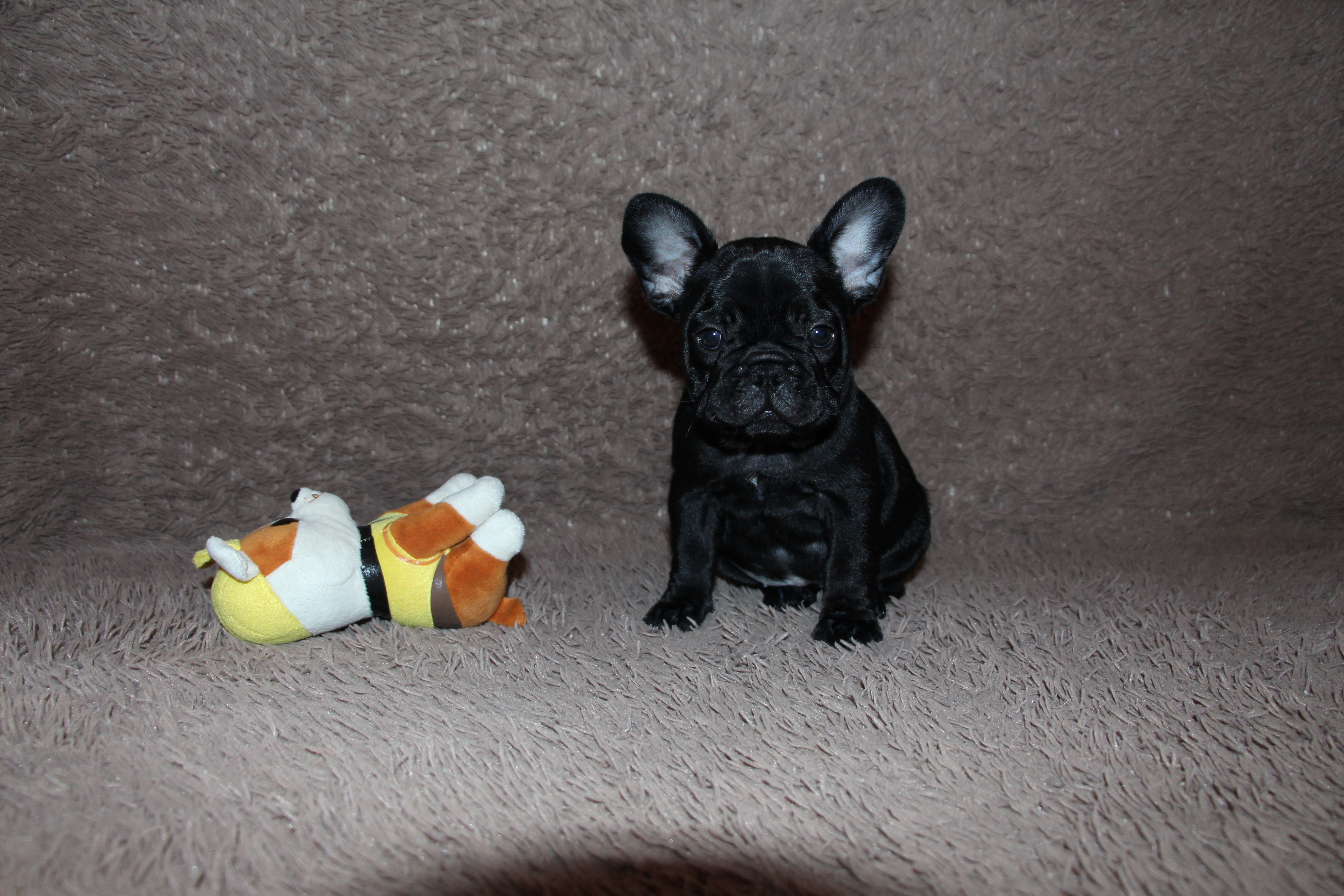 <svg class='purple'></svg> <b> Magic Molly</b> <svg class='purple'></svg>